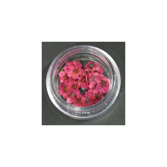 Fiori secchi fucsia lp